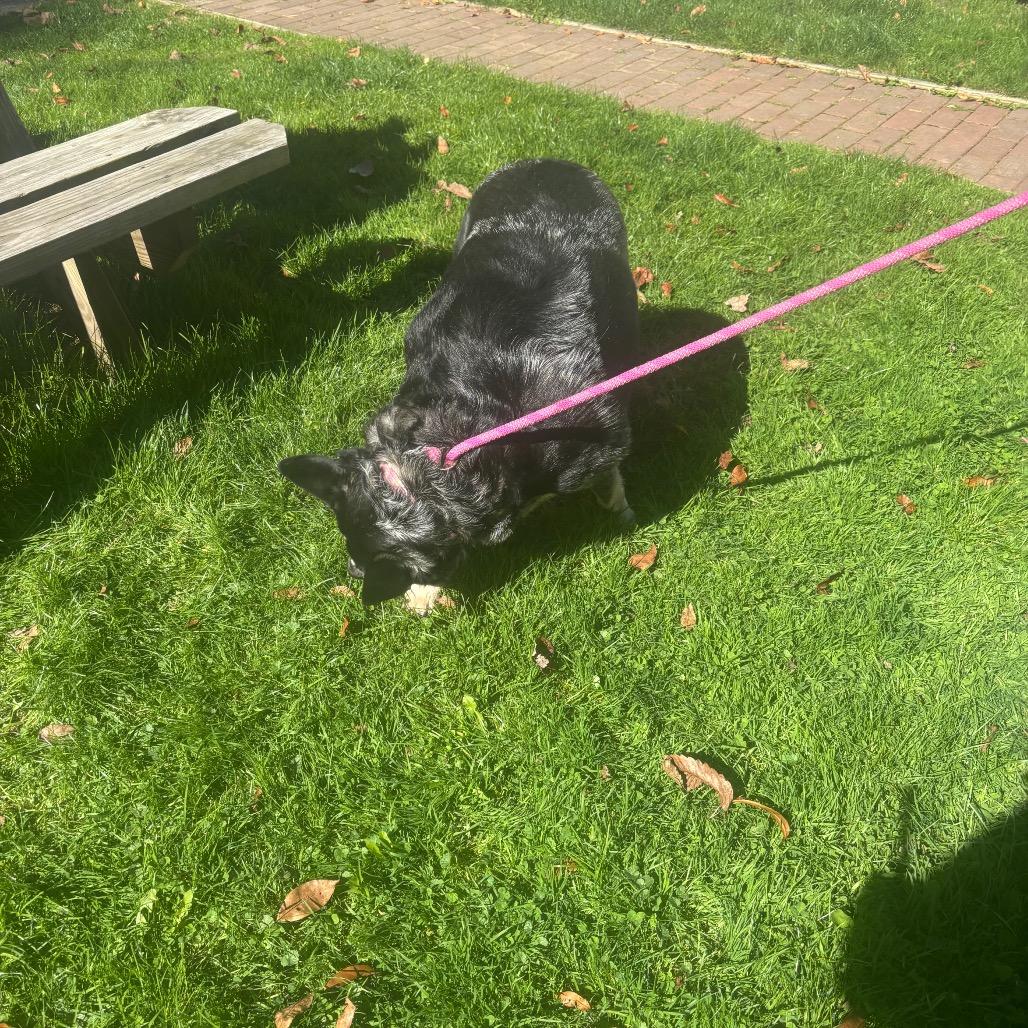 Enlarge Roo, a Adoptable Australian Cattle Dog / Blue Heeler in Greenville, PA image 1/6