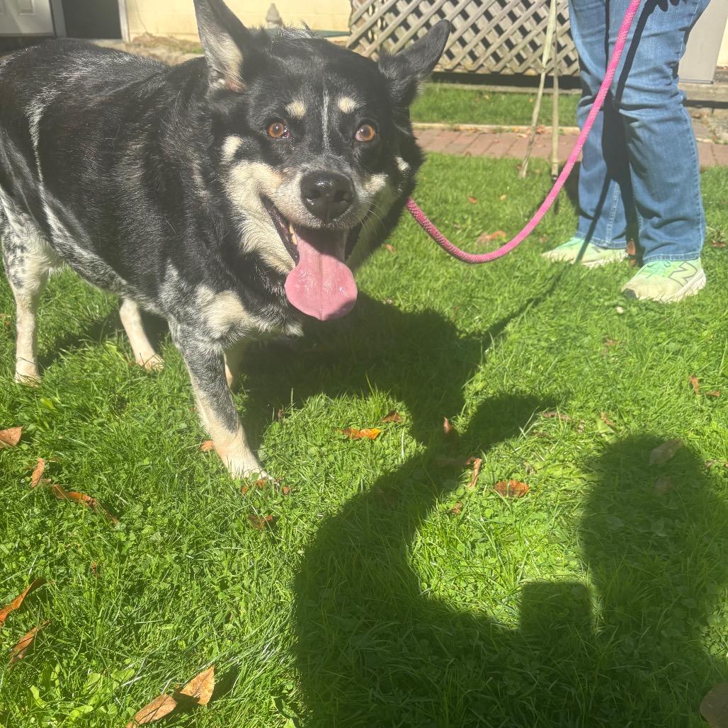Enlarge Roo, a Adoptable Australian Cattle Dog / Blue Heeler in Greenville, PA image 3/6