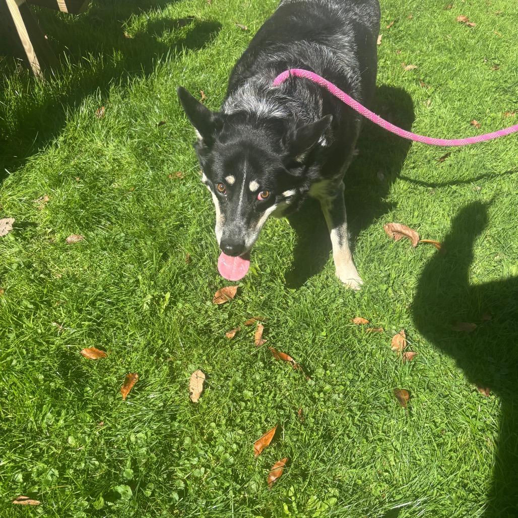 Enlarge Roo, a Adoptable Australian Cattle Dog / Blue Heeler in Greenville, PA image 4/6