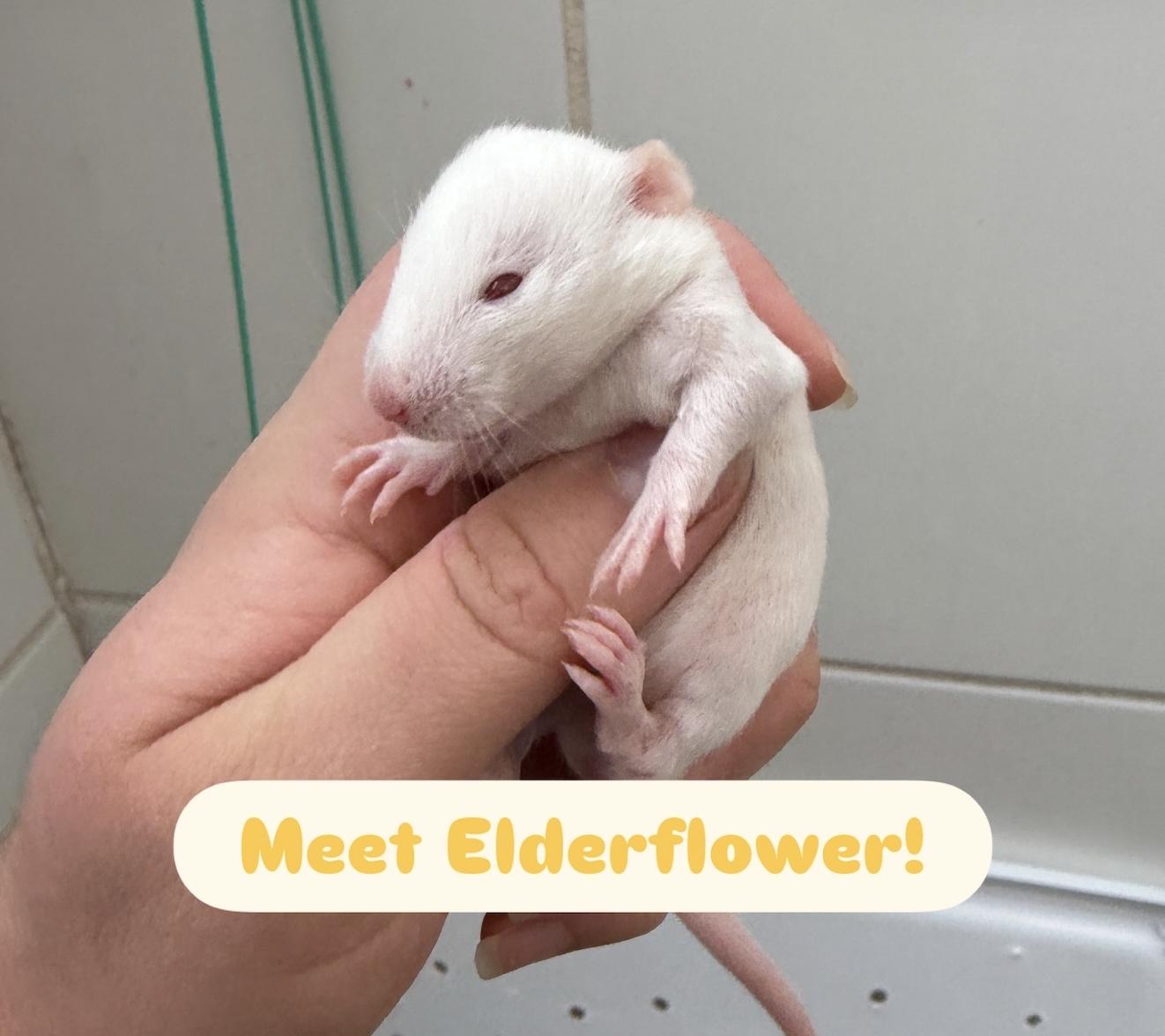Enlarge Elderflower & Cordial BONDED, an adopted Rat in Minneapolis, MN image 3/6