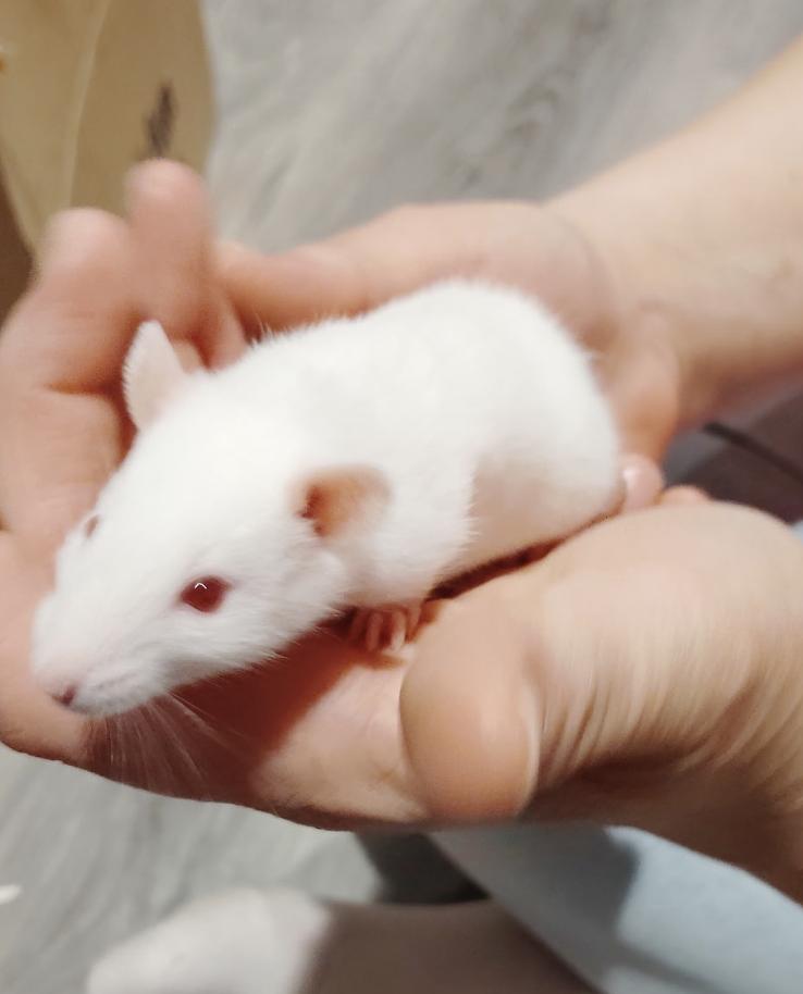 Enlarge Elderflower & Cordial BONDED, an adopted Rat in Minneapolis, MN image 2/6