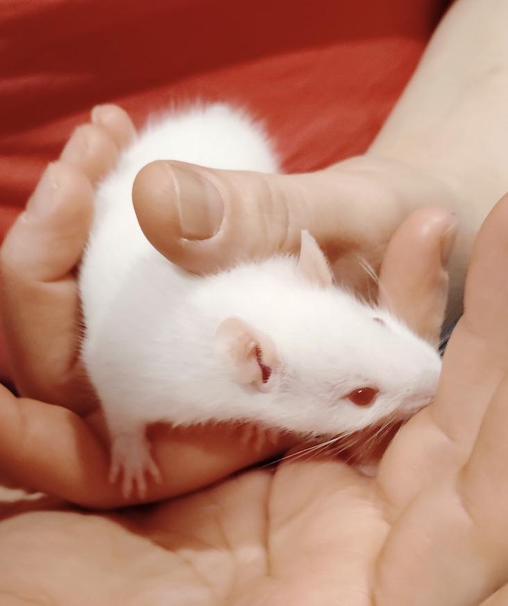 Enlarge Elderflower & Cordial BONDED, an adopted Rat in Minneapolis, MN image 1/6