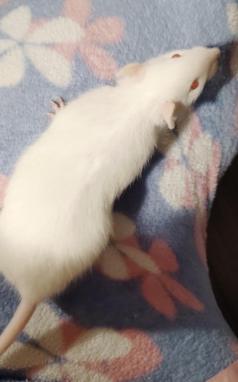 Enlarge Elderflower & Cordial BONDED, an adopted Rat in Minneapolis, MN image 5/6