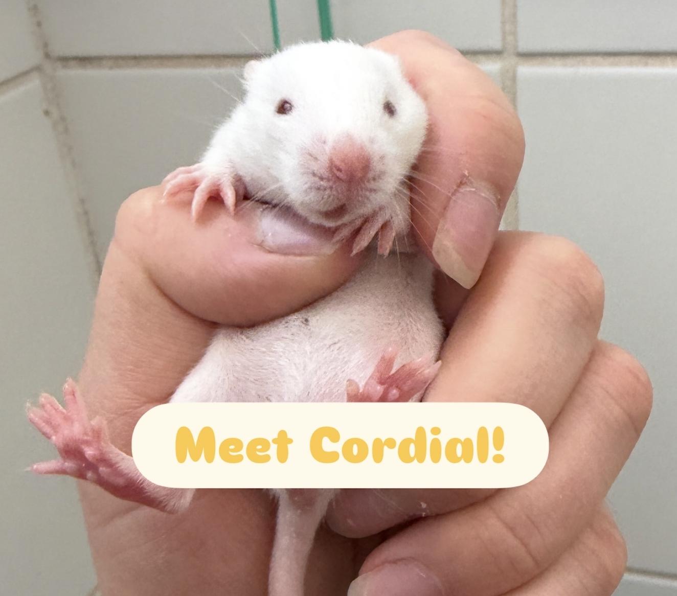 Enlarge Elderflower & Cordial BONDED, an adopted Rat in Minneapolis, MN image 6/6