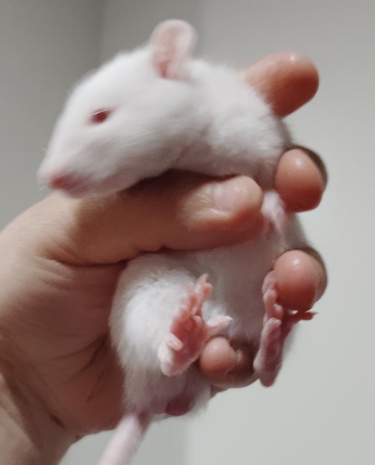 Enlarge Elderflower & Cordial BONDED, an adopted Rat in Minneapolis, MN image 4/6