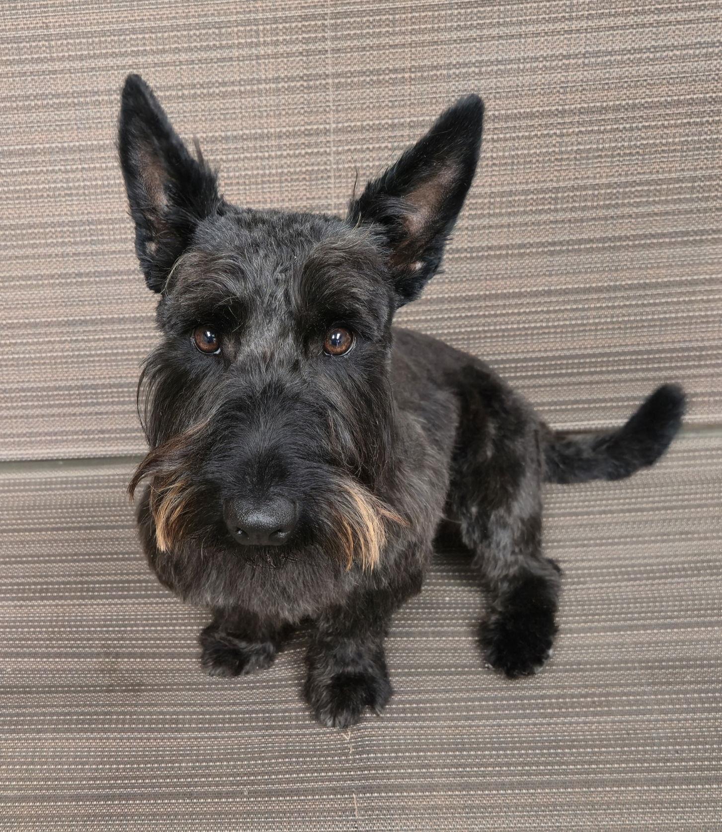 Enlarge Winston - Medical Hold, a Adoptable Scottish Terrier in Dallas, TX image 1/2