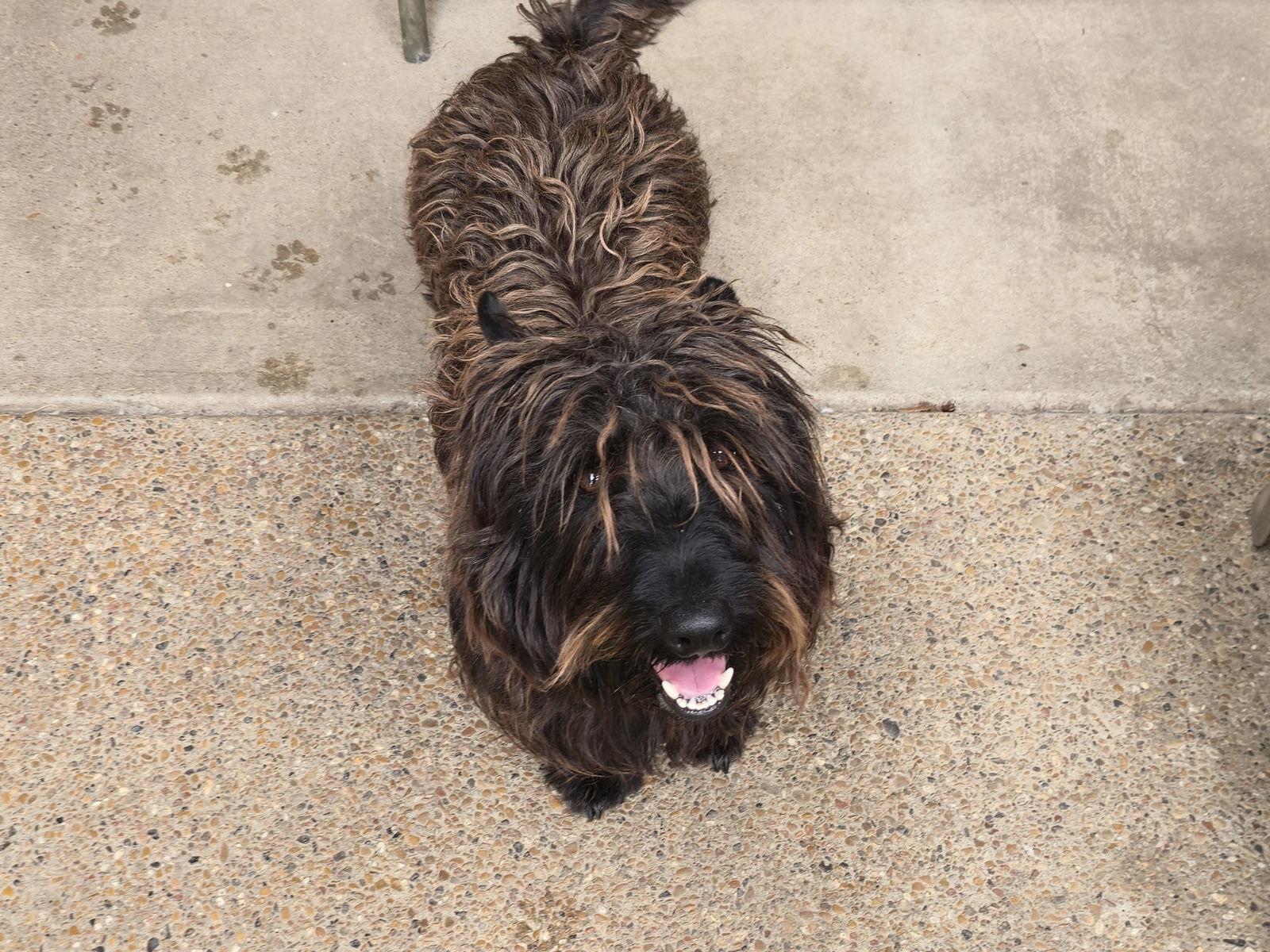 Enlarge Winston - Medical Hold, a Adoptable Scottish Terrier in Dallas, TX image 2/2