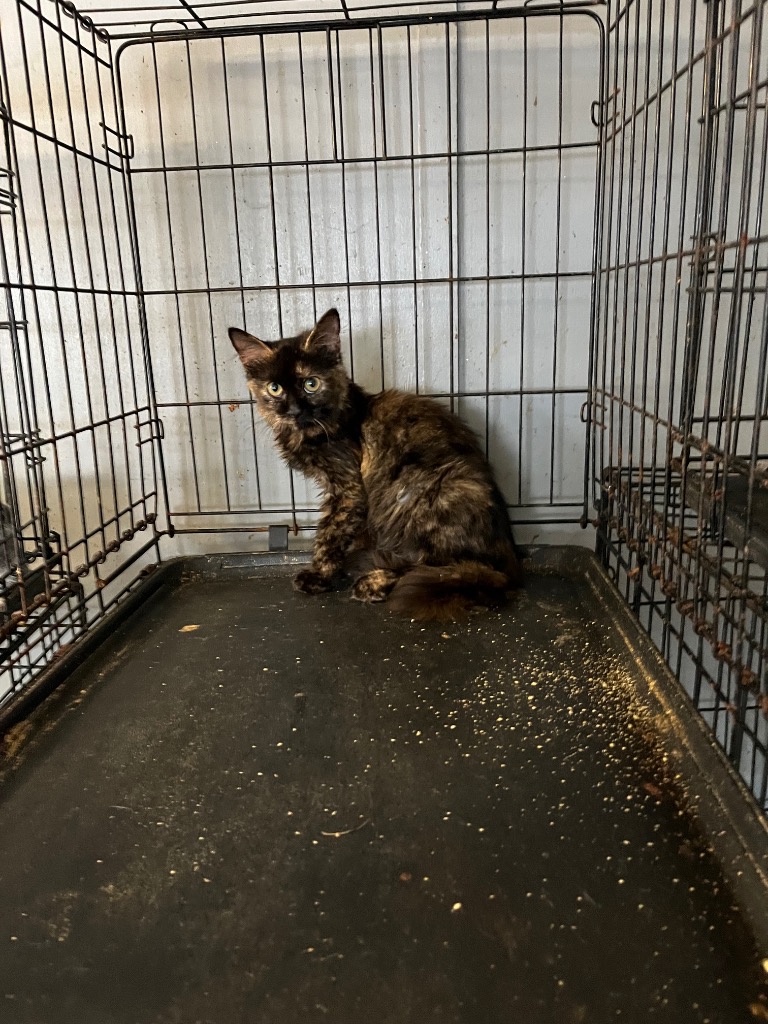 Cat for adoption Storm, a Domestic Short Hair in Winnsboro, SC