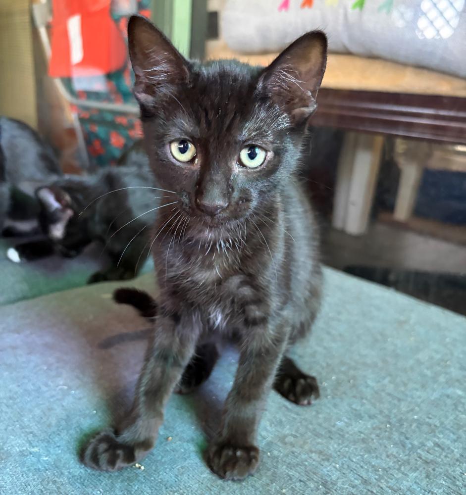 JS kitten 9, Adoptable, Kitten Male Domestic Short Hair.