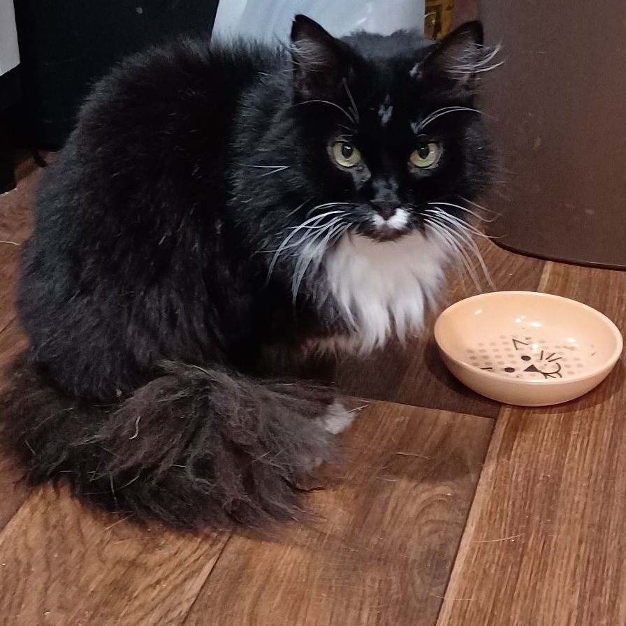 Enlarge Raven, a Adoptable Domestic Long Hair in Westminster, MD image 1/1