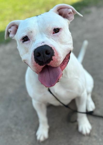179125 Hercules, Adult Male Pit Bull Terrier