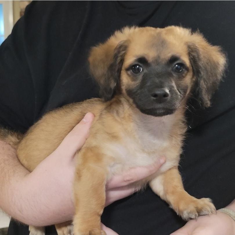 Brownie, Adoptable, Puppy Male Terrier & Cocker Spaniel.