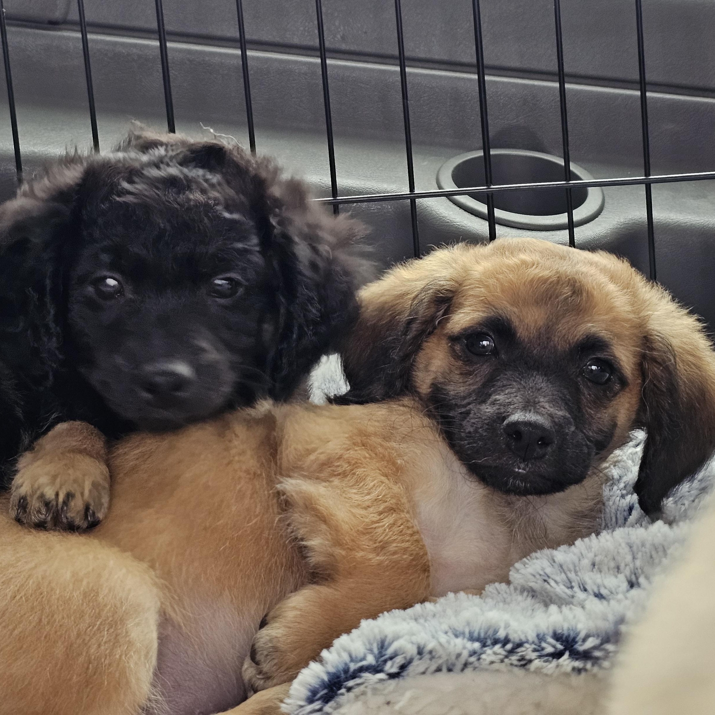 Enlarge Brownie, a Adoptable mixed breed in Salinas, CA image 5/5