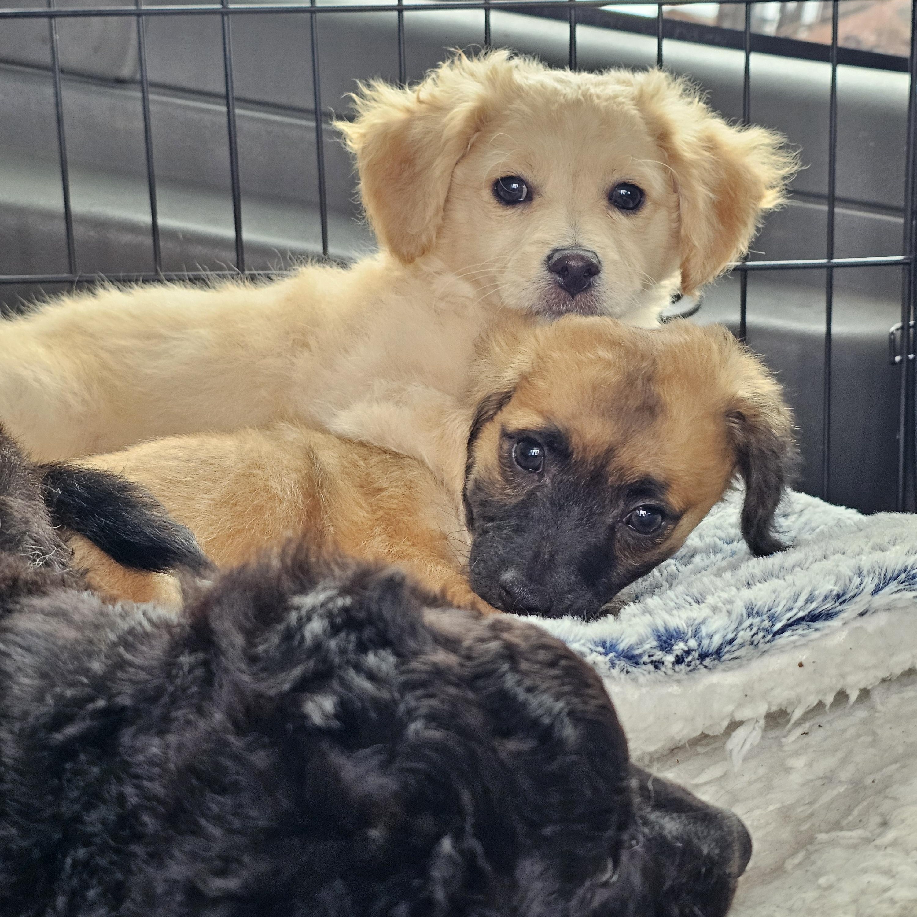 Enlarge Brownie, a Adoptable mixed breed in Salinas, CA image 4/5