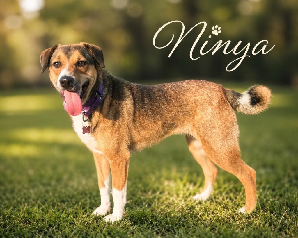 Ninya, Adoptable, Adult Female Jack Russell Terrier & Mixed Breed.
