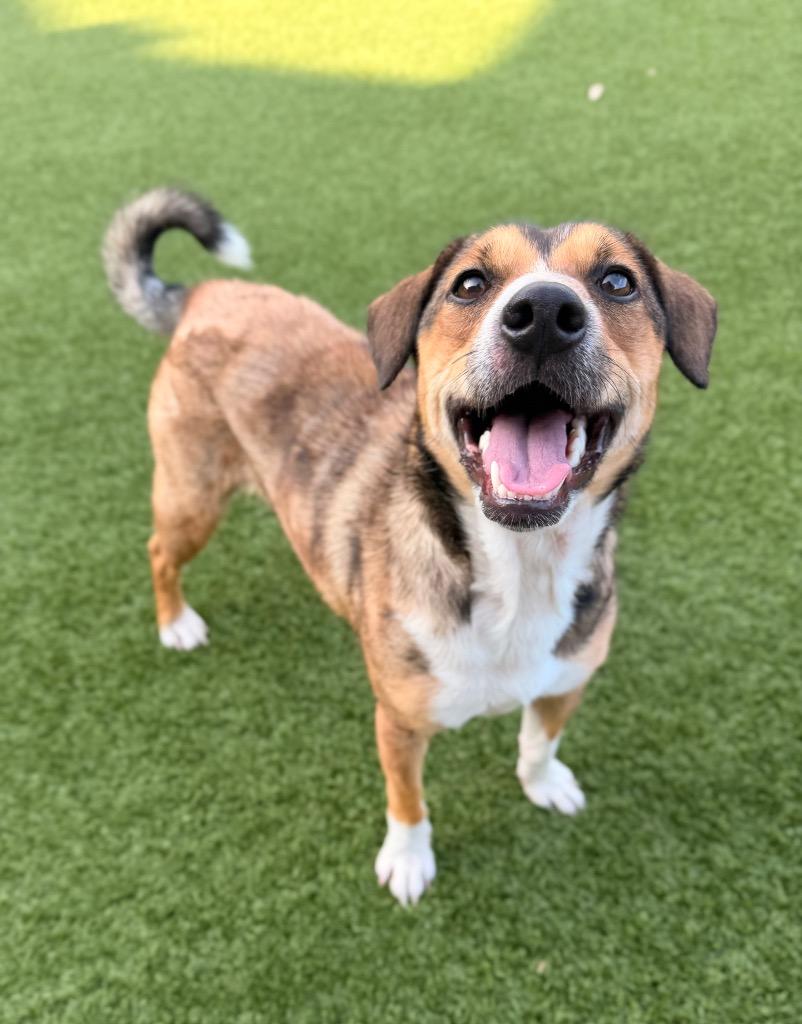 Enlarge Ninya, a Adoptable mixed breed in Dalton, GA image 2/4