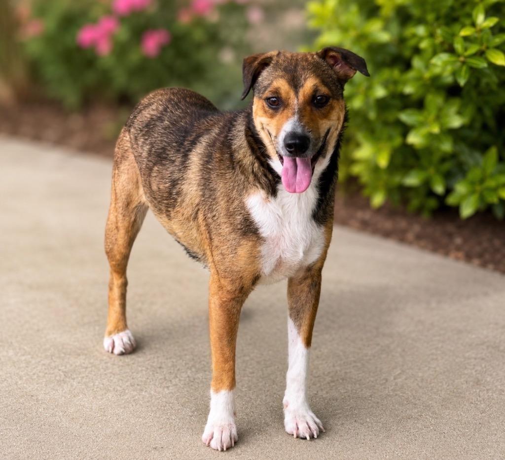 Enlarge Ninya, a Adoptable mixed breed in Dalton, GA image 3/4