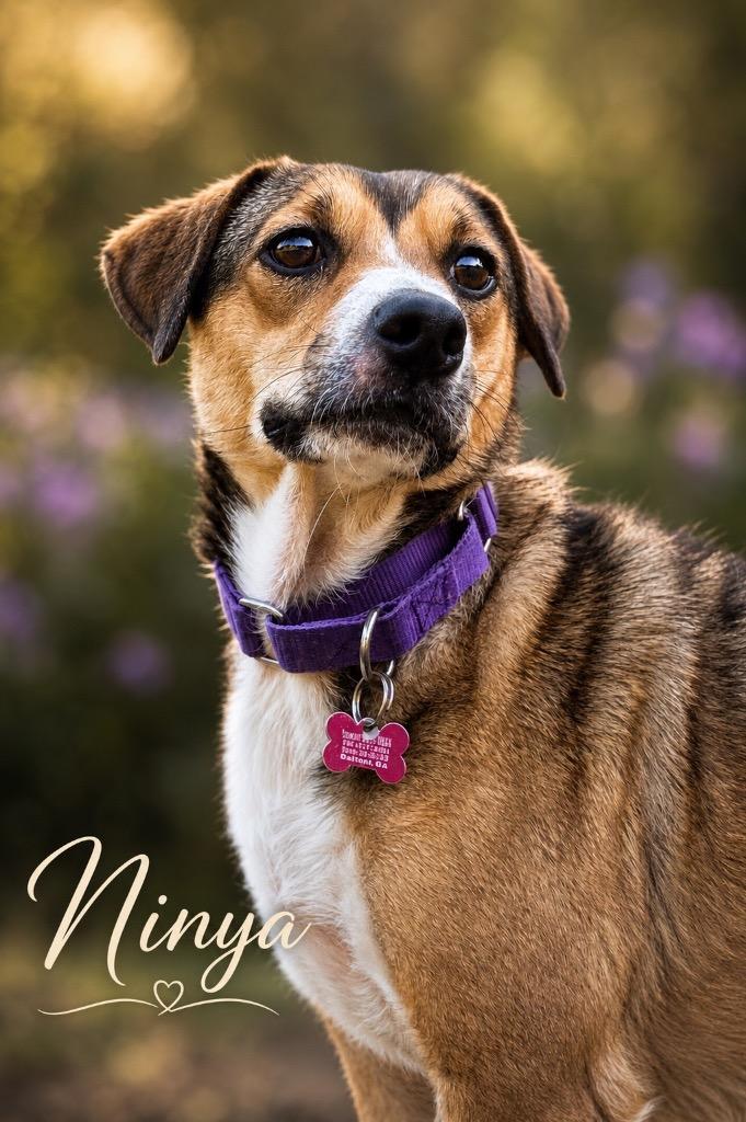 Enlarge Ninya, a Adoptable mixed breed in Dalton, GA image 4/4