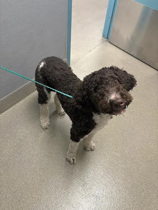 Enlarge OAK, a Adoptable mixed breed in Las Vegas, NV image 1/1