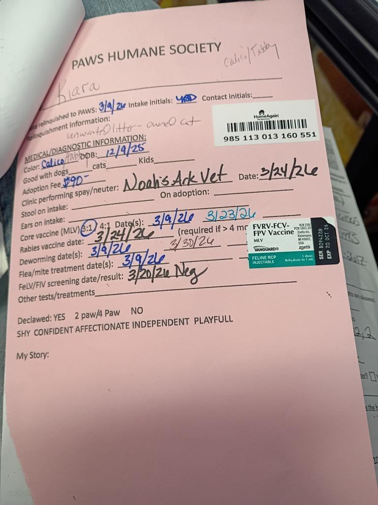 Enlarge Kiara, a Adopted mixed breed in Rockford, IL image 1/4