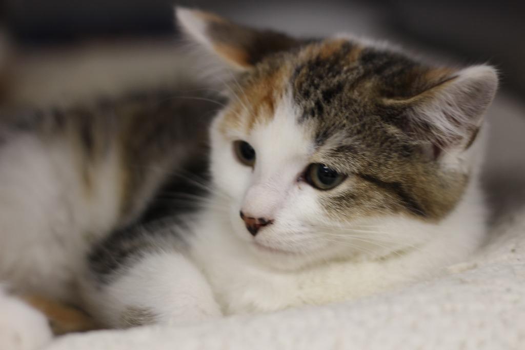 Enlarge Kiara, a Adopted mixed breed in Rockford, IL image 2/4