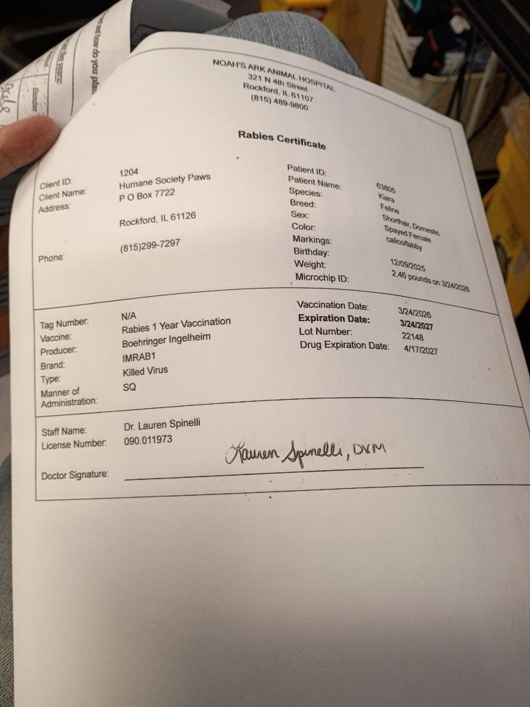 Enlarge Kiara, a Adopted mixed breed in Rockford, IL image 4/4