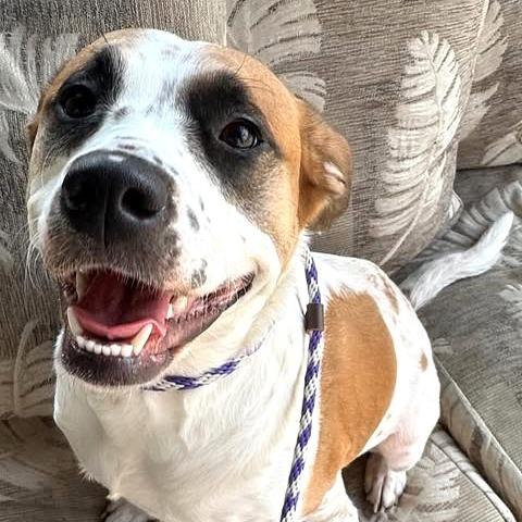 Enlarge Ladybug, a Adoptable mixed breed in Farmersville, OH image 1/1