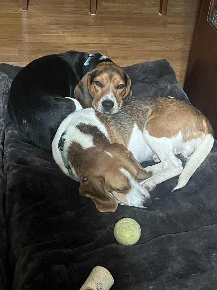 Enlarge Dean and Lewis - Fostered in KC, a Adoptable Beagle in Shawnee Mission, KS image 1/6