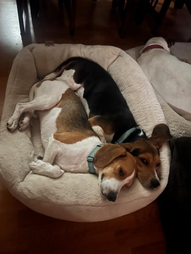 Enlarge Dean and Lewis - Fostered in KC, a Adoptable Beagle in Shawnee Mission, KS image 2/6
