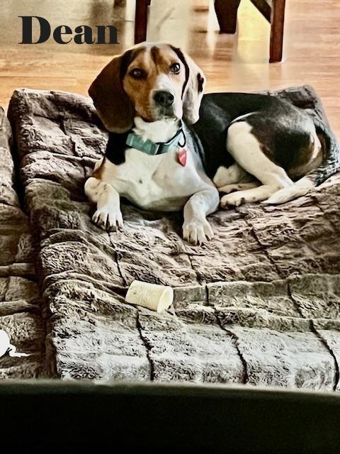 Enlarge Dean and Lewis - Fostered in KC, a Adoptable Beagle in Shawnee Mission, KS image 3/6