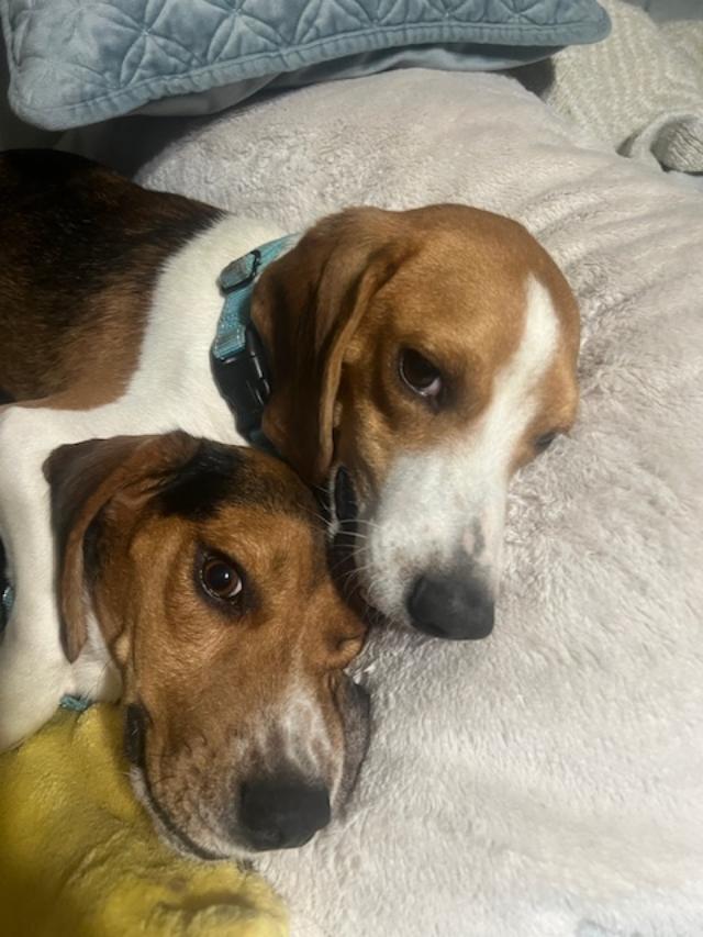 Enlarge Dean and Lewis - Fostered in KC, a Adoptable Beagle in Shawnee Mission, KS image 5/6