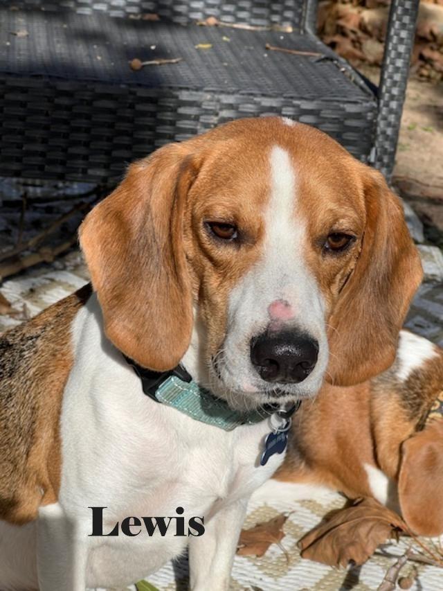 Enlarge Dean and Lewis - Fostered in KC, a Adoptable Beagle in Shawnee Mission, KS image 6/6