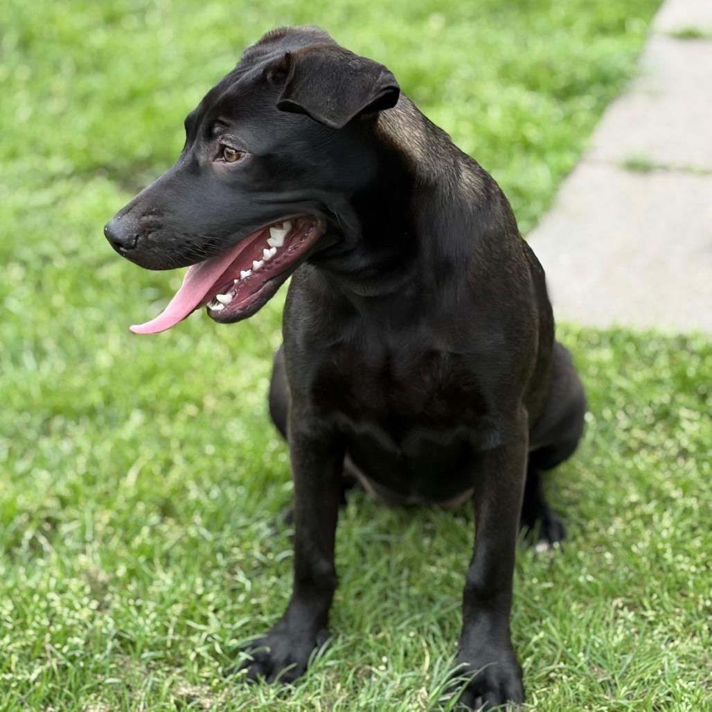 Brittany 26-02-074, a Adoptable Mixed Breed in Bastrop, TX image 4/6