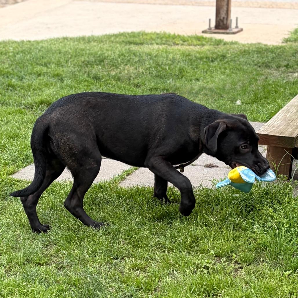 Brittany 26-02-074, a Adoptable Mixed Breed in Bastrop, TX image 5/6