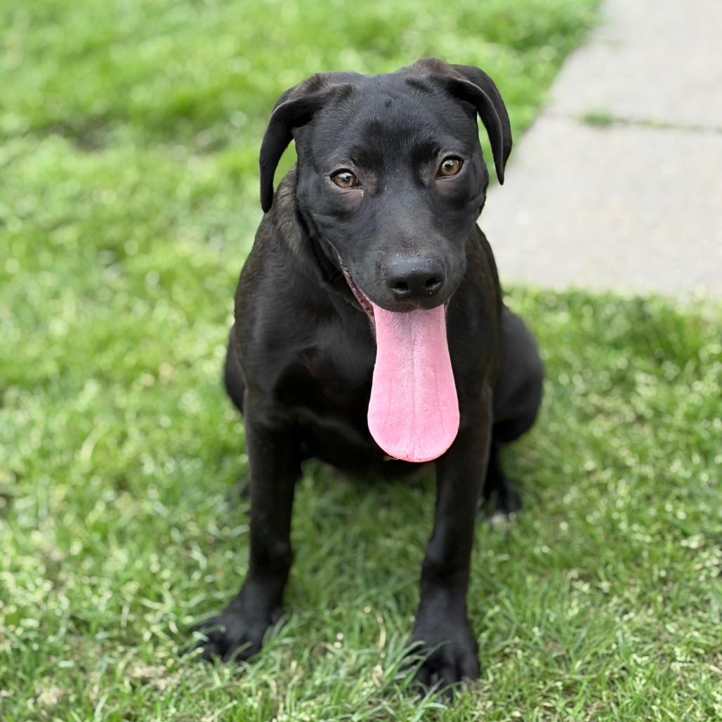 Brittany 26-02-074, a Adoptable Mixed Breed in Bastrop, TX image 6/6