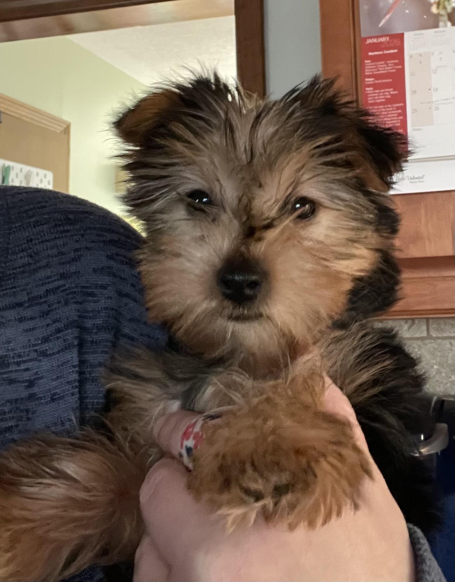 Ketchup, ADOPTABLE, Puppy Female Yorkshire Terrier.