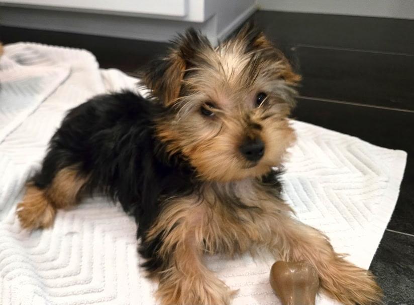 Ketchup, ADOPTABLE, Puppy Female Yorkshire Terrier.