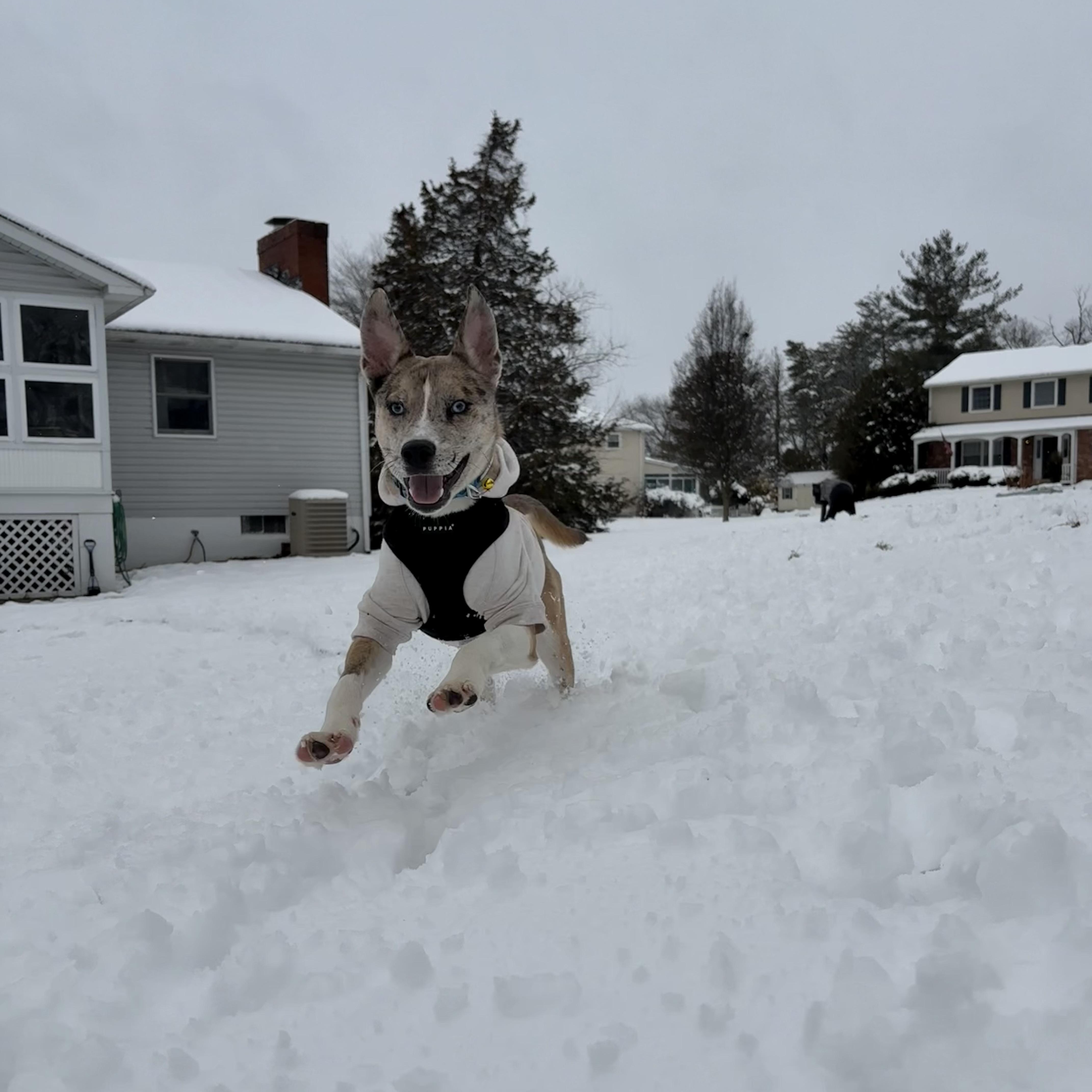 Enlarge Xander, a ADOPTABLE mixed breed in Bear, DE image 2/6