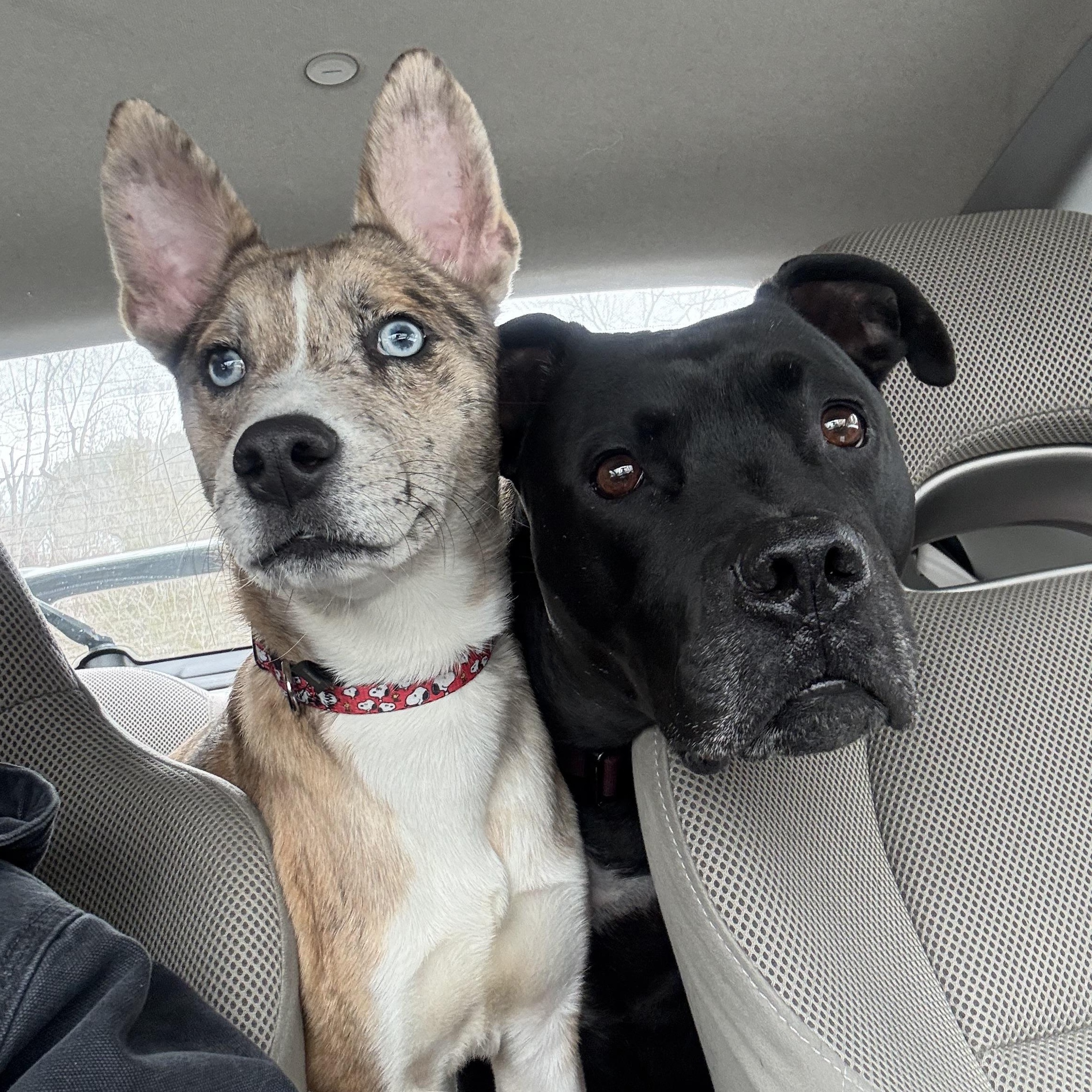 Enlarge Xander, a ADOPTABLE mixed breed in Bear, DE image 4/6