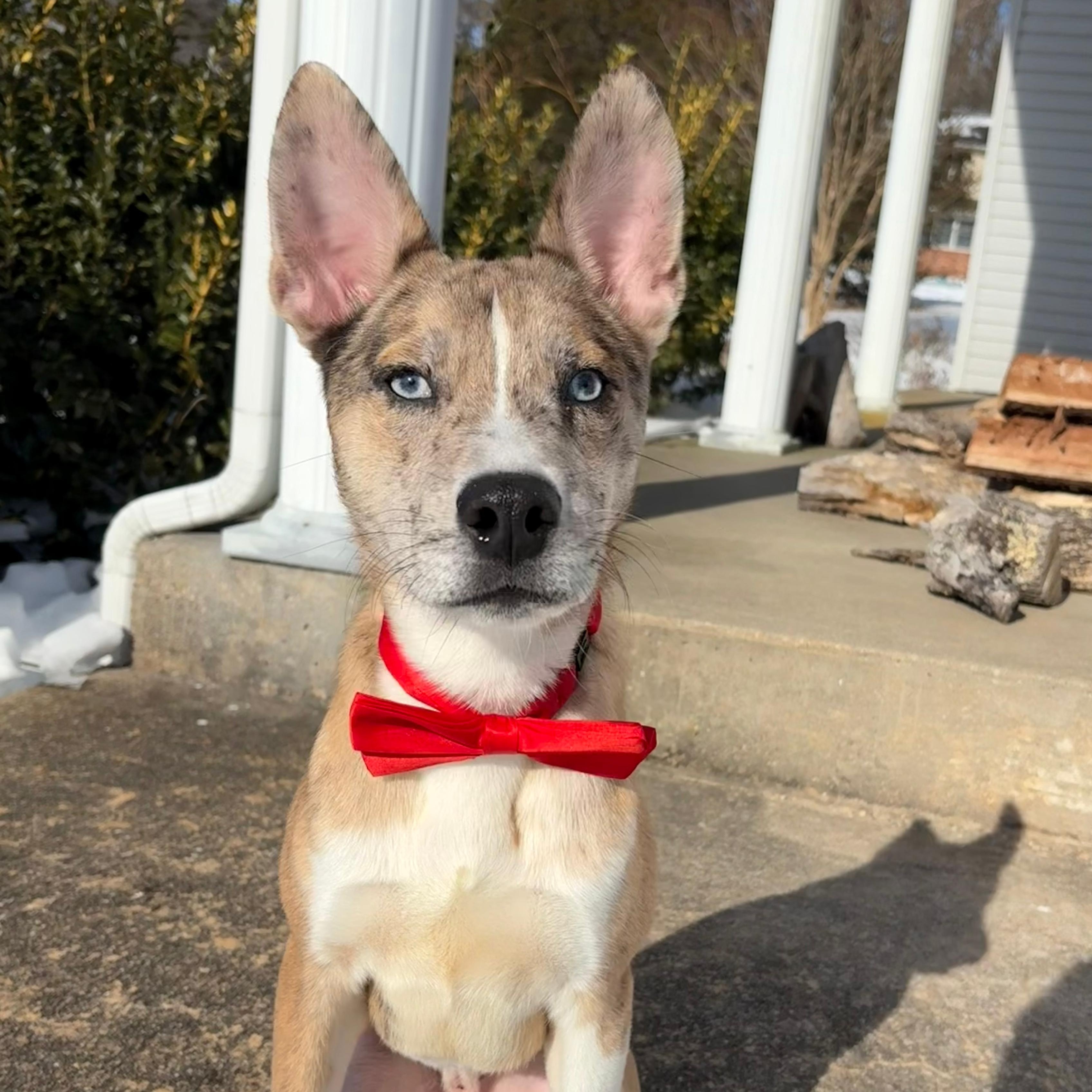 Xander, ADOPTABLE, Puppy Male Husky & French Bulldog.