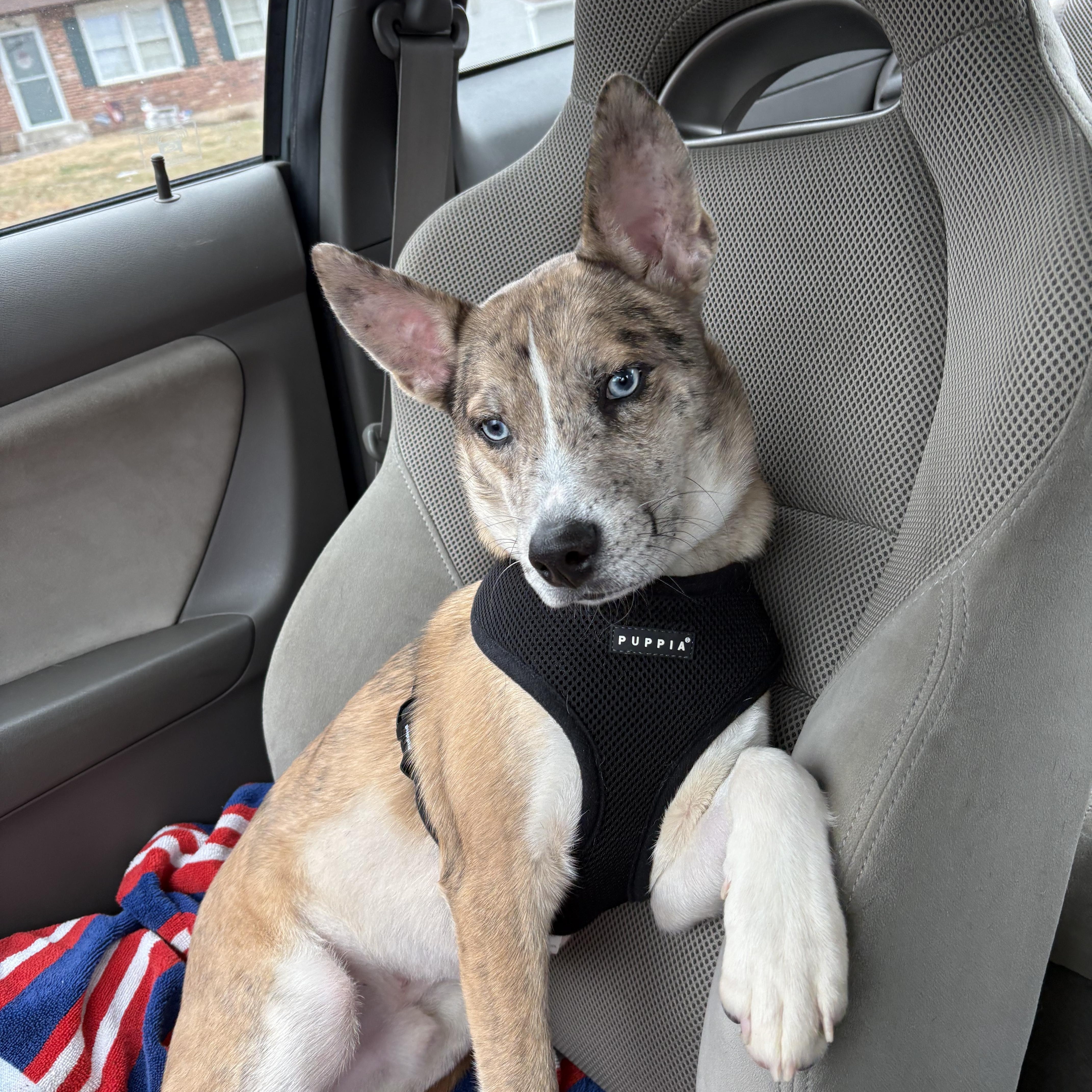 Enlarge Xander, a ADOPTABLE mixed breed in Bear, DE image 3/6