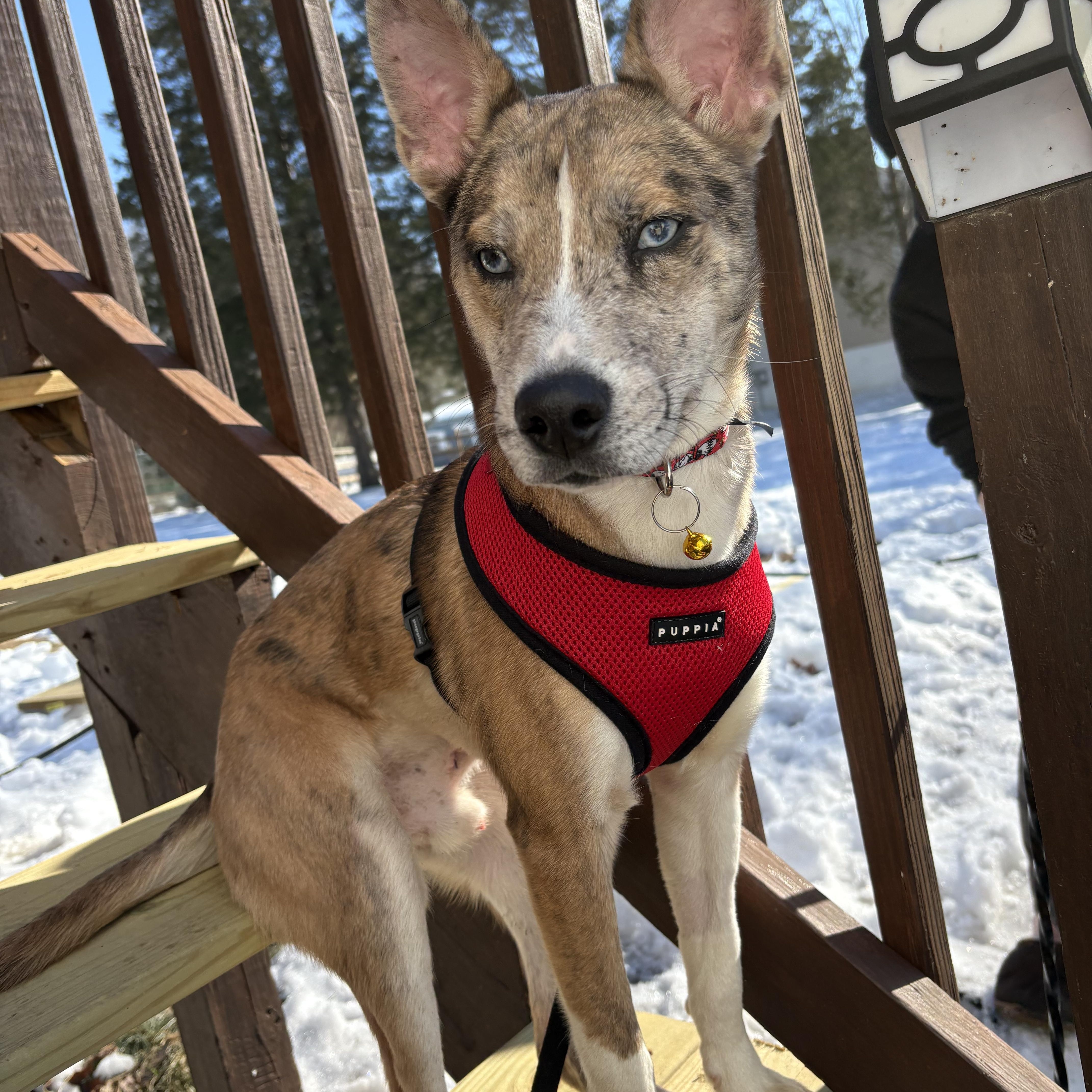 Enlarge Xander, a ADOPTABLE mixed breed in Bear, DE image 5/6