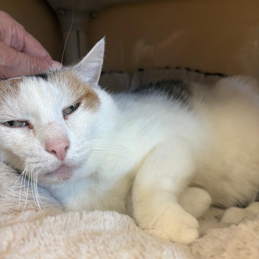 Rizzoli, Adoptable, Senior Female Domestic Short Hair.