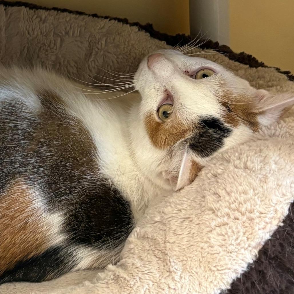 Enlarge Rizzoli, a Adoptable Domestic Short Hair in East Hanover, NJ image 2/6
