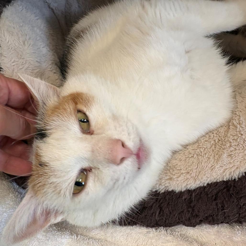 Enlarge Rizzoli, a Adoptable Domestic Short Hair in East Hanover, NJ image 3/6
