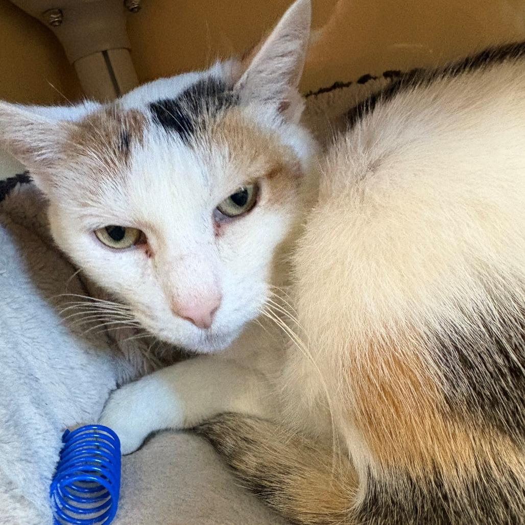 Enlarge Rizzoli, a Adoptable Domestic Short Hair in East Hanover, NJ image 4/6