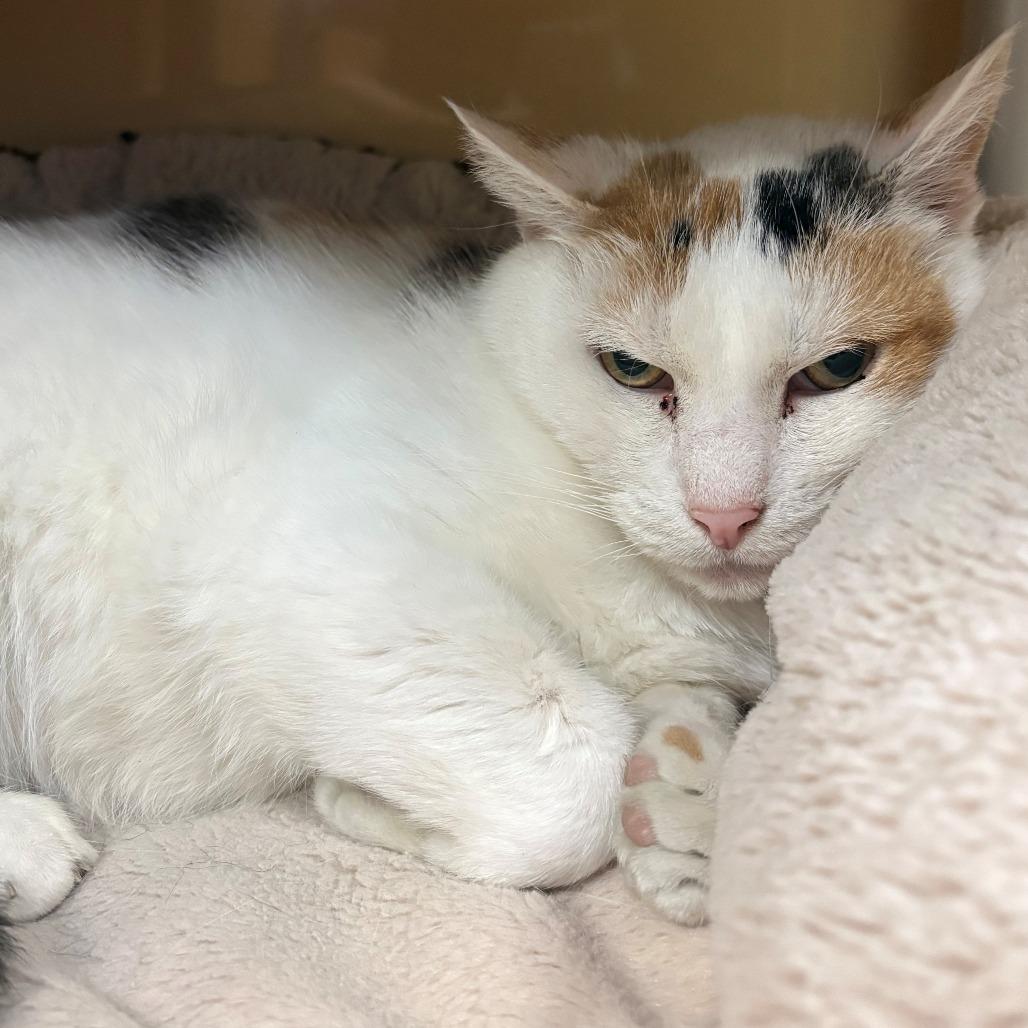 Enlarge Rizzoli, a Adoptable Domestic Short Hair in East Hanover, NJ image 5/6
