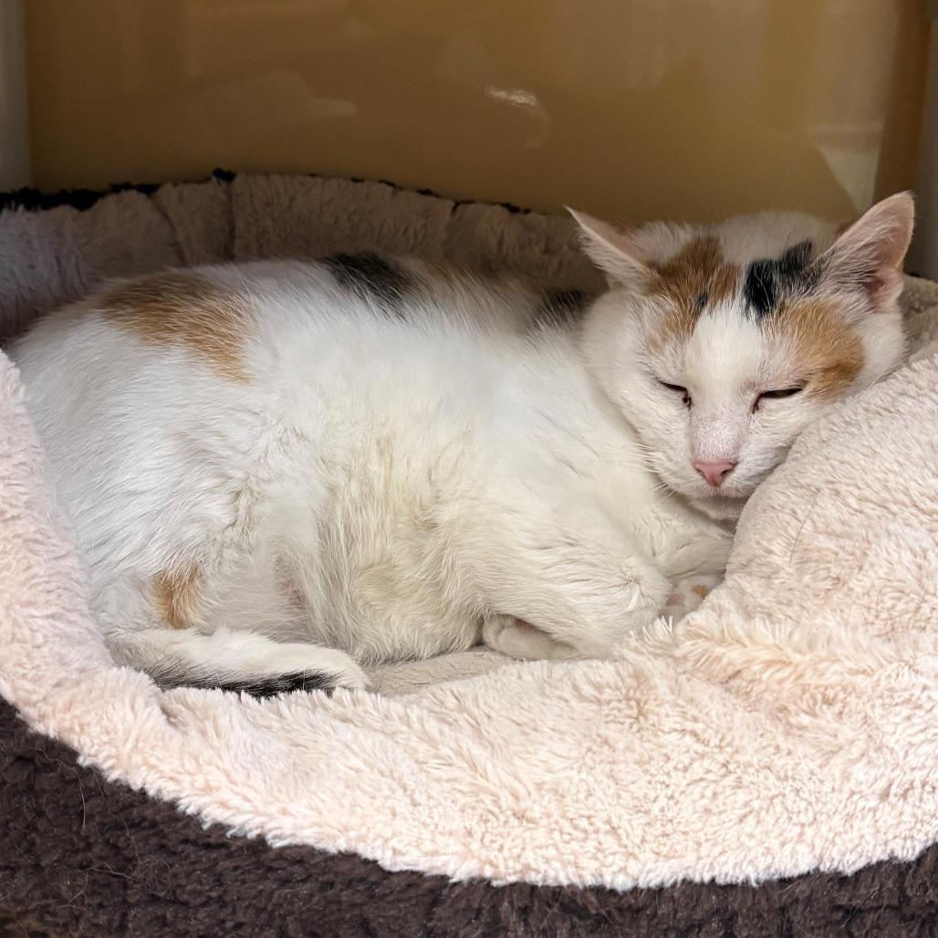 Enlarge Rizzoli, a Adoptable Domestic Short Hair in East Hanover, NJ image 6/6