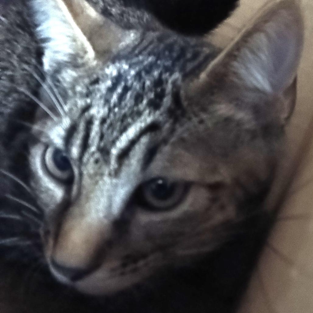 Enlarge Bruno, a Adoptable Domestic Medium Hair in Taos, NM image 1/1