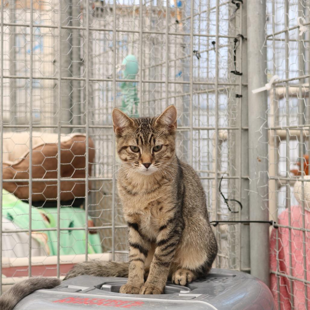 Enlarge Bruno, a Adoptable Domestic Medium Hair in Taos, NM image 1/1